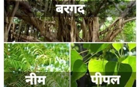 आप को लगेगा अजीब और बकवास, किन्तु यह सत्य है, पढ़ें पूरी खबर।