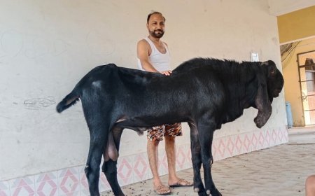 हरदोई न्यूज़: 5 फीट का ये बकरा है स्‍पेशल- रोज पीता है दो लीटर दूध, खाता है काजू-बादाम, कीमत कर देगी हैरान।  