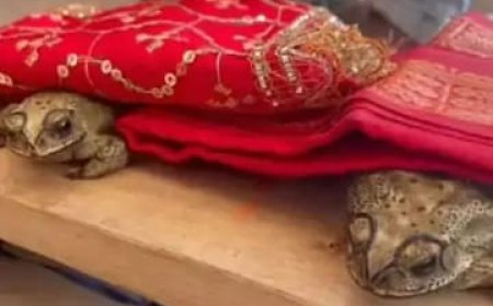 वाराणसी न्यूज़: इंद्र-देव को खुश करने के लिए वाराणसी में कराई गई मेंढक मेढकी ​​​​​​​की शादी।