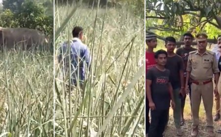 बिजनौर न्यूज़: हाथी की वीडियो बनाना युवक को पड़ा महंगा बिगड़ैल हाथी ने युवक का पीछा कर ले ली जान।