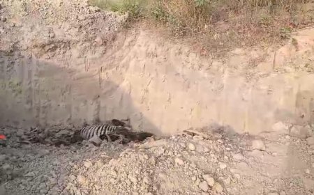 गाजीपुर न्यूज़: मृत गोवंश की खराब स्थिति पर सीडीओ के निर्देश को किसने दिखाया, ठेंगा।