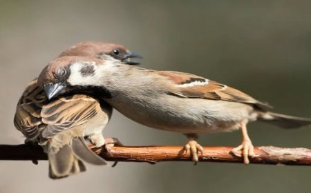  लघुकथा: "गौरैया"
