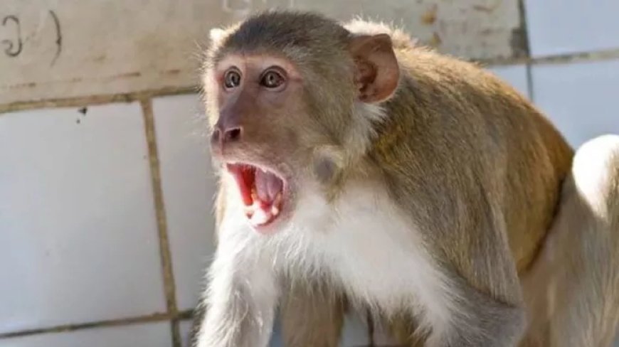 हरदोई न्यूज़: संडीला नगर में बन्दर बने जानलेवा।