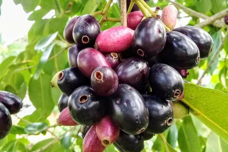 स्वस्थ विशेष: जामुन और जामुन के वृक्ष के लाभ।