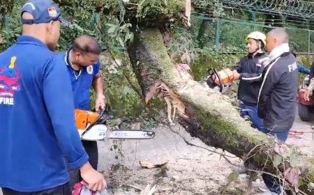 मसूरी हैप्पी वैली सीएसटी स्कूल के पास एक बड़ा बांज का पेड़ गिरने से मार्ग और विधुत सेवाये बाधित।