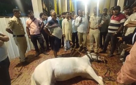 मध्यप्रदेश न्यूज़: अनोखा मामला बारात लेकर पहुँचे घोड़े को लॉन में पहुँचते ही लगा करेंट,दूल्हे ने कूदकर बचाई जान। 