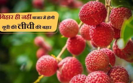 बिहार ही नहीं बाजार में होगी यूपी की लीची की बहार- योगी सरकार बागवानी को लगातार दे रही प्रोत्साहन।