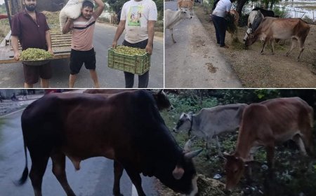 हरदोई न्यूज़: बाढ़-आपदा में गौवंशों का पोषक बनी सुरभि गौ सेवा समिति।