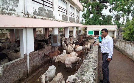 शाहजहांपुर न्यूज़: नगर आयुक्त ने कान्हा गौशाला का निरीक्षण किया। 