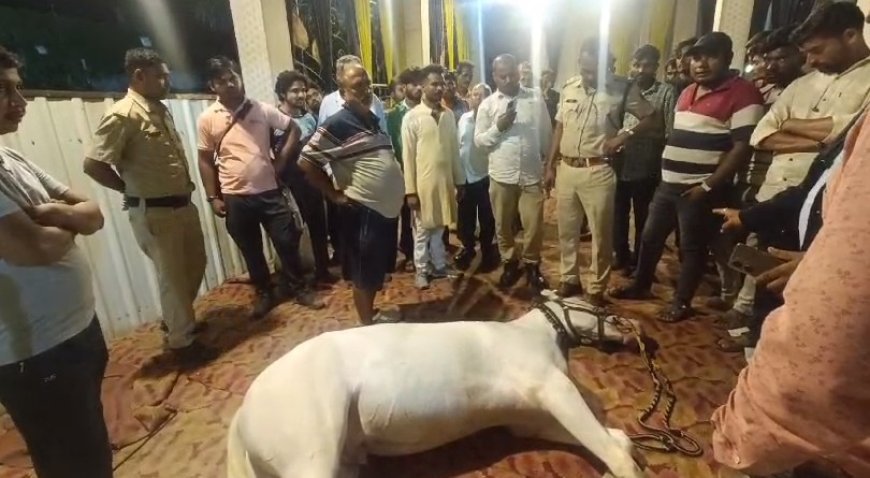 मध्यप्रदेश न्यूज़: अनोखा मामला बारात लेकर पहुँचे घोड़े को लॉन में पहुँचते ही लगा करेंट,दूल्हे ने कूदकर बचाई जान। 