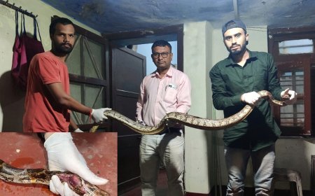 मध्यप्रदेश आईएनए न्यूज़: गंभीर रूप से घायल मिला अजगर  सांप - हालत गम्भीर होने पर किया गया भोपाल रेफर। 