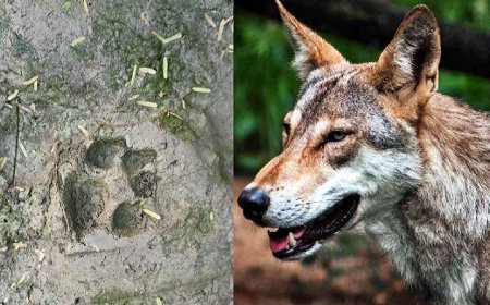 Hardoi News: भेड़िया की अफवाह से गांव वालों में डर, वन विभाग की टीम लगी। 