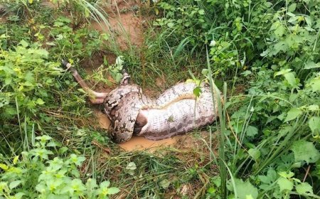 Agra News: जंगल में 16 फीट लंबे अजगर ने गाय को जिंदा निगला, वीडियो सोशल मीडिया पर वायरल। 