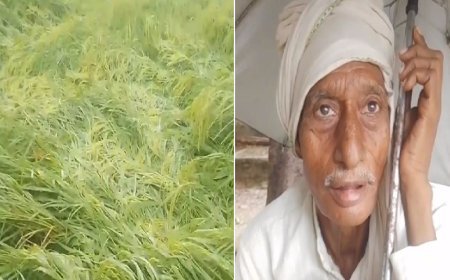 Sambhal News: बरसात से जनजीवन प्रभावित, खेतों में बिछ गई धान की खड़ी फसल। 