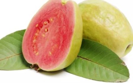 Lucknow: खतरे में है गरीबों का सेब कहे जाने वाला अमरूद, वर्तमान में करीब आधे बागान निमोटेड से संक्रमित