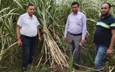 Pilibhit News: जनपद को 3058 कुं अभिजनक बीज गन्ना का आवंटन। 