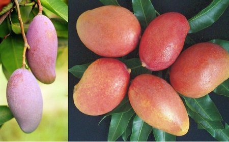 Lucknow News: ऑस्ट्रेलिया, इज़राइल और भारत मिलकर तैयार करेंगे आम की उपज और गुणवत्ता बढ़ाने का रोडमैप। 