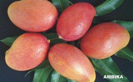 Lucknow News: A 'National Dialogue on Mango Improvement and Strategies' is scheduled for this Saturday 