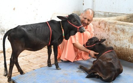 Gorakhpur News: दक्षिण से आए गोवंश को सीएम योगी ने दिया भवानी और भोलू नाम। 