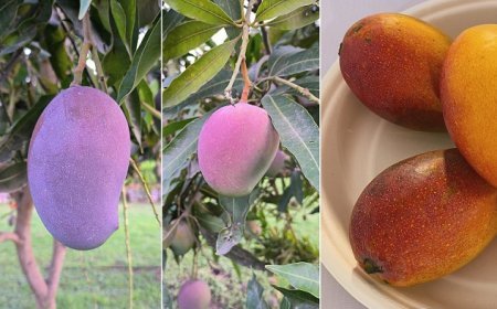 Lucknow News: प्लांट चालू होने पर यूपी के आम के लिए यूएस और यूरोप के बाजार तक पहुंच होगी आसान।