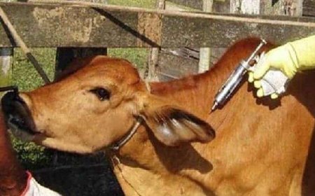 Hardoi News: बाढ़ग्रस्त गांव में लगाया पशु चिकित्सा शिविर, 380 पशुओं को दी दवाएं। 