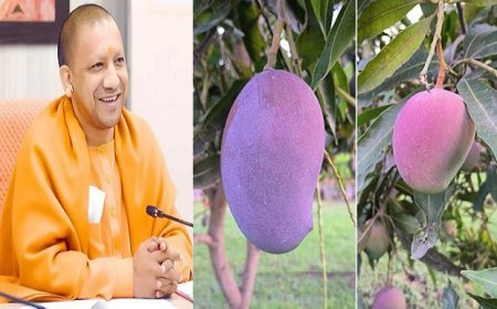 Lucknow News: Govt sets sights on the US and European markets to boost mango exports  