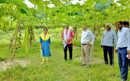 अमेठी के किसान बन रहे आत्मनिर्भर, संकर लौकी की खेती से किसान ने की लाखों की कमाई।