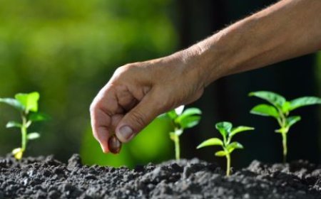 किसानों को राज्य में उत्पादित बीज उपलब्ध कराएगी योगी सरकार