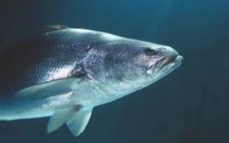 Hardoi: प्रतिबन्धित जलीय जीव का शिकार करने पर की जायेगी कार्यवाही- धर्मराज चौहान