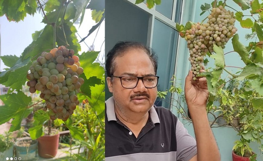 Yogi govt promotes grape cultivation in Uttar Pradesh