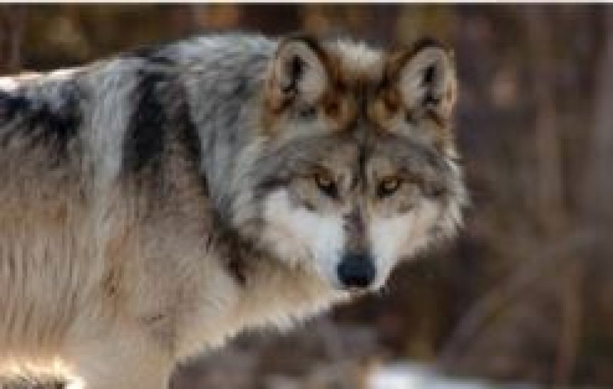 Hardoi: ... और अब हरदोई में भी भेड़िये की दहशत, 2 बच्चों व 1 मवेशी को किया घायल