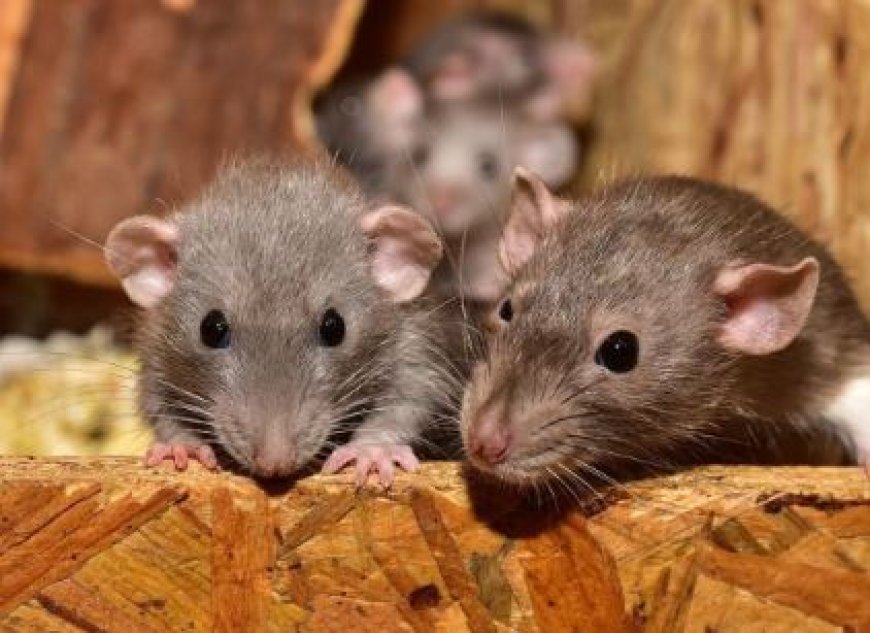 Hardoi: चूहों ने बजाया सायरन, पुलिस महकमे में मचा हड़कंप