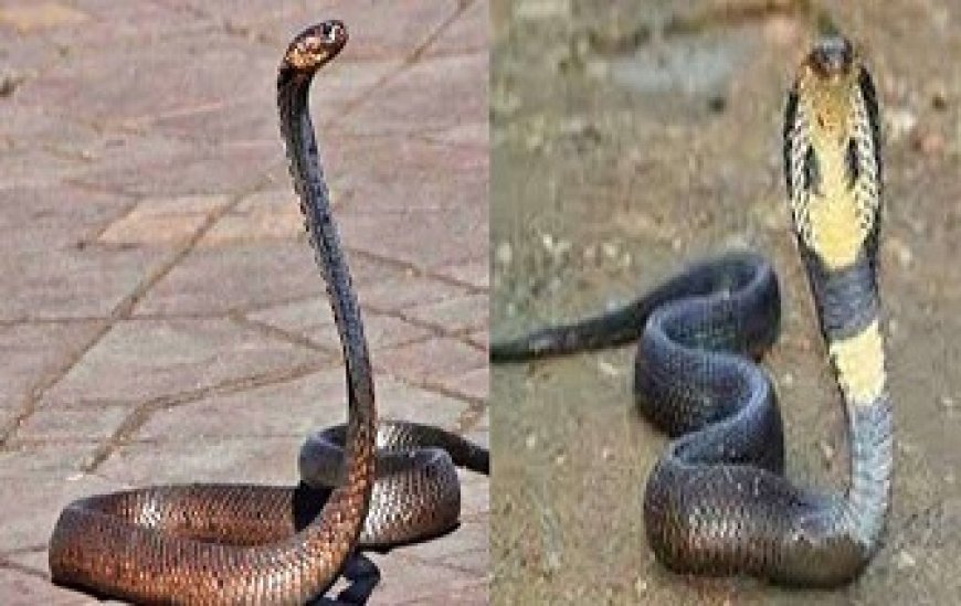 Aligarh News: अलीगढ़ में सर्पदंश की घटनाओं से लोगों को बचाने लिए डीएम ने जारी की एडवाइजरी।