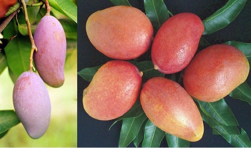 Lucknow News: ऑस्ट्रेलिया, इज़राइल और भारत मिलकर तैयार करेंगे आम की उपज और गुणवत्ता बढ़ाने का रोडमैप। 