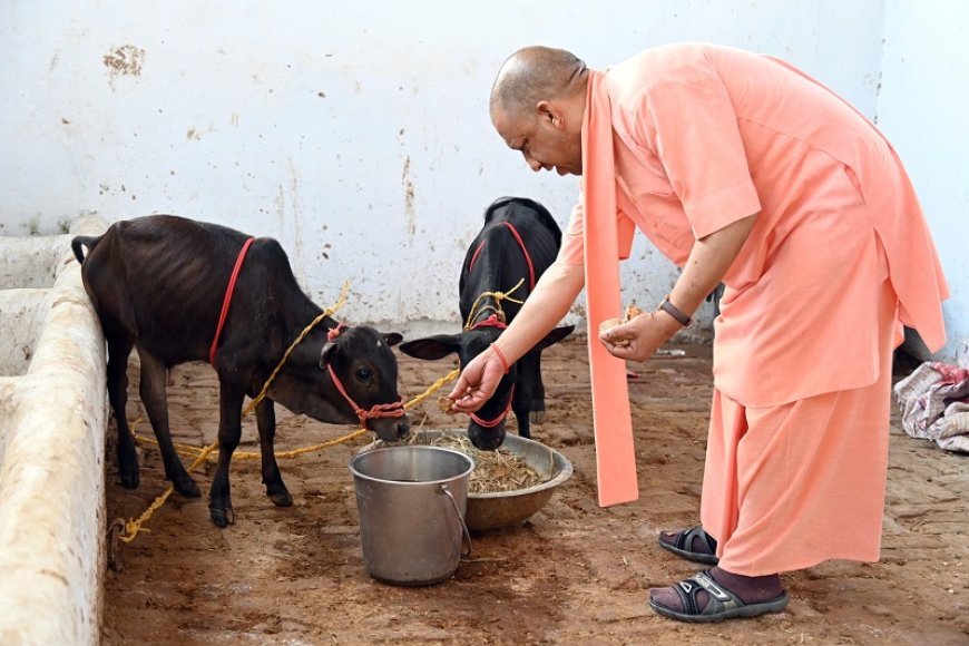 Gorakhpur News: CM Yogi feeds jaggery to a pair of Punganur calves