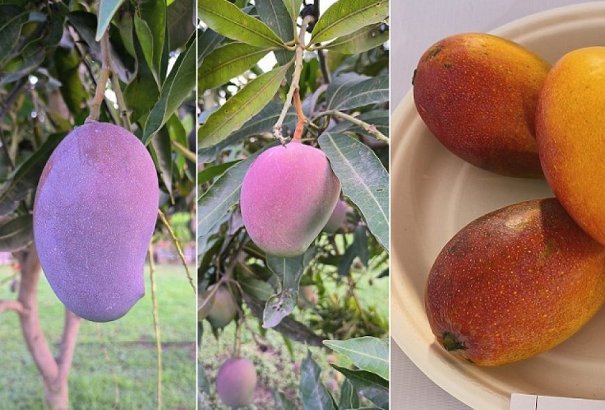 Lucknow News: प्लांट चालू होने पर यूपी के आम के लिए यूएस और यूरोप के बाजार तक पहुंच होगी आसान।