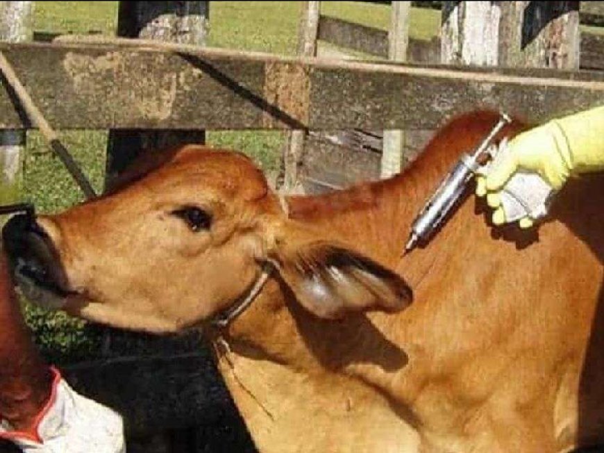 Lucknow: पशुपालकों को सस्ती दर पर उपलब्ध होंगी दवाएं, प्रत्येक विकास खंड में खुलेंगे पशु औषधि केंद्र। 