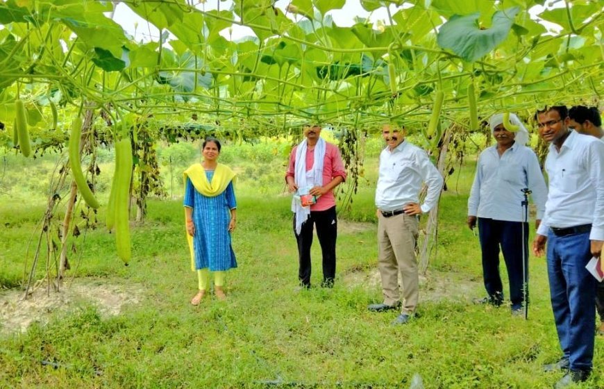 अमेठी के किसान बन रहे आत्मनिर्भर, संकर लौकी की खेती से किसान ने की लाखों की कमाई।