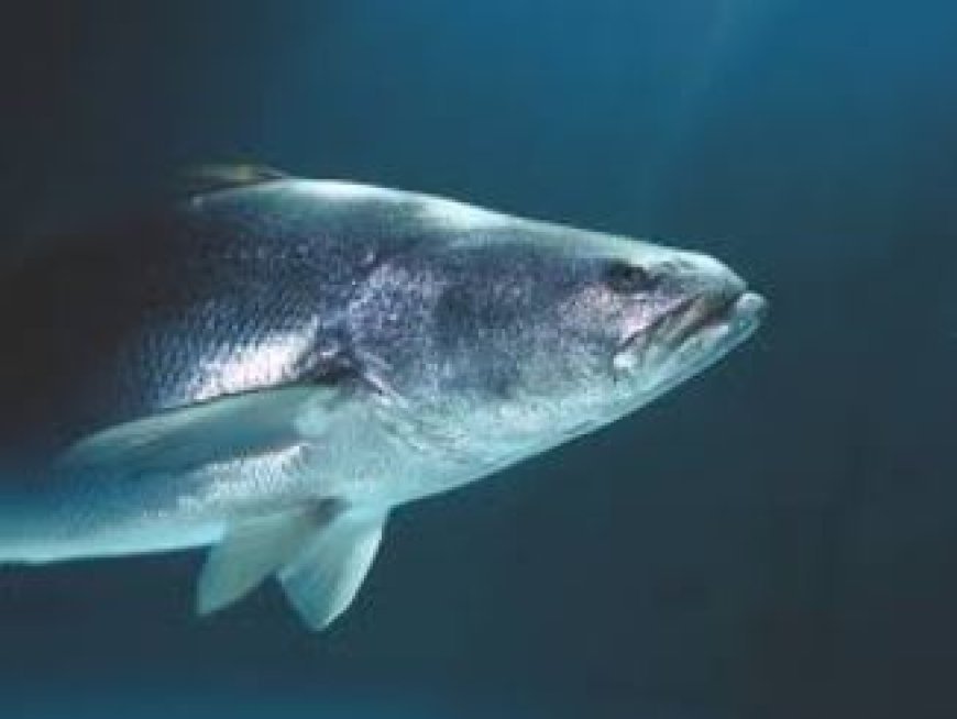 Hardoi: प्रतिबन्धित जलीय जीव का शिकार करने पर की जायेगी कार्यवाही- धर्मराज चौहान