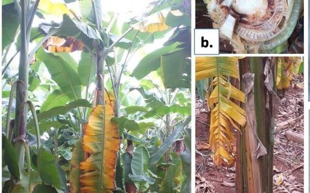 Lucknow News: Good news for banana farmers in Uttar Pradesh-  CISH discovers cure for crop-destroying disease