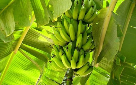 Lucknow News: Kushinagar bananas winning hearts from Punjab to Kashmir