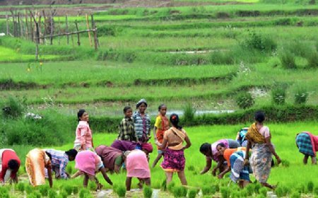 Agriculture News: कृषिगत महिलाओं के सशक्तिकरण हेतु रोजगारोन्मुखी परिकल्पनाएं।
