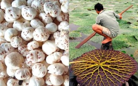 मखाने की खेती को बढ़ावा दे रही योगी सरकार, 18 जिलों के किसानों को मिलेगा 40 हजार रुपये प्रति हेक्टेयर अनुदान