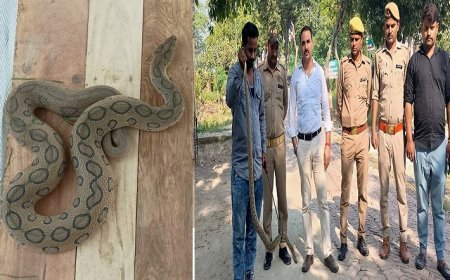 Hardoi News: दुनिया का सबसे जहरीला सांप: रसेल वाइपर (Russell viper) किया गया रेस्‍क्‍यू। 