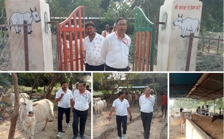 Hardoi News: मुख्य पशु चिकित्सा अधिकारी ए.के. सिंह  ने धियरई गौशाला का किया निरीक्षण, पानी चारे की व्यवस्था  मिली दुरुस्त।