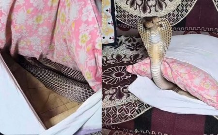 Viral News: तकिए के अंदर आराम फरमा रहा था किंग कोबरा, कवर हटाने के बाद उड़े होश...