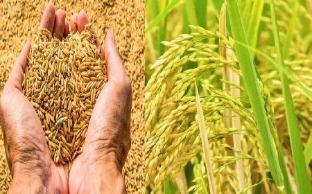 Lucknow News: पूर्वी उत्तर प्रदेश में शुक्रवार से होगी धान खरीद- धान का न्यूनतम समर्थन मूल्य 2300 रुपये व धान ग्रेड ए का 2320 रुपये प्रति कुंतल निर्धारित। 