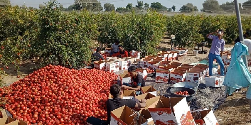 Agriculture News: 'लेब टू लैंड' से अगला कदम 'लैंड टू कंज्यूमर'