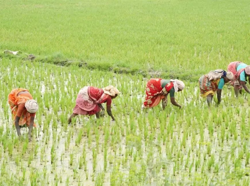 Agriculture News: महिलाओं के बिना ना खेती, ना बाड़ी। 