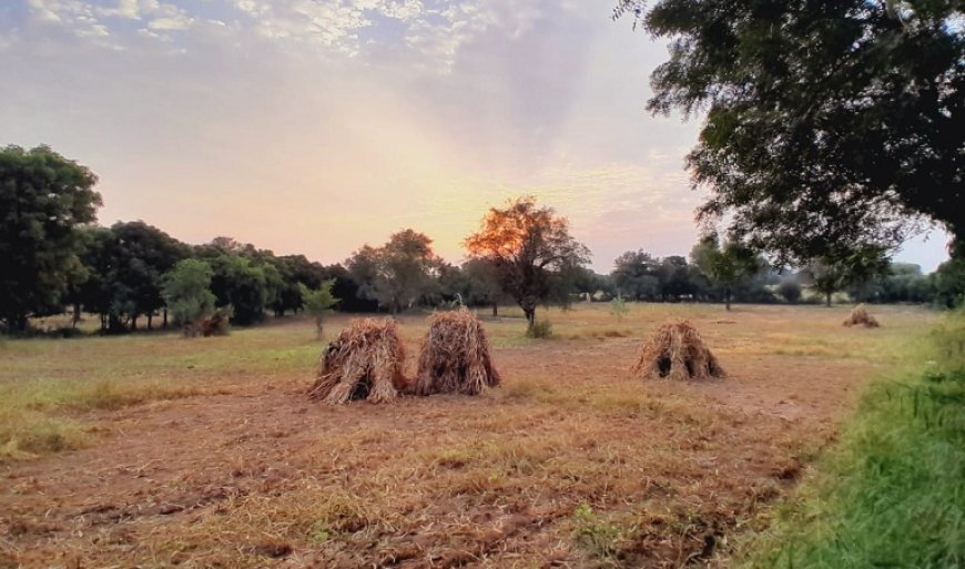 Agriculture News: कृषिगत महिलाओं के सशक्तिकरण हेतु रोजगारोन्मुखी परिकल्पनाएं। 